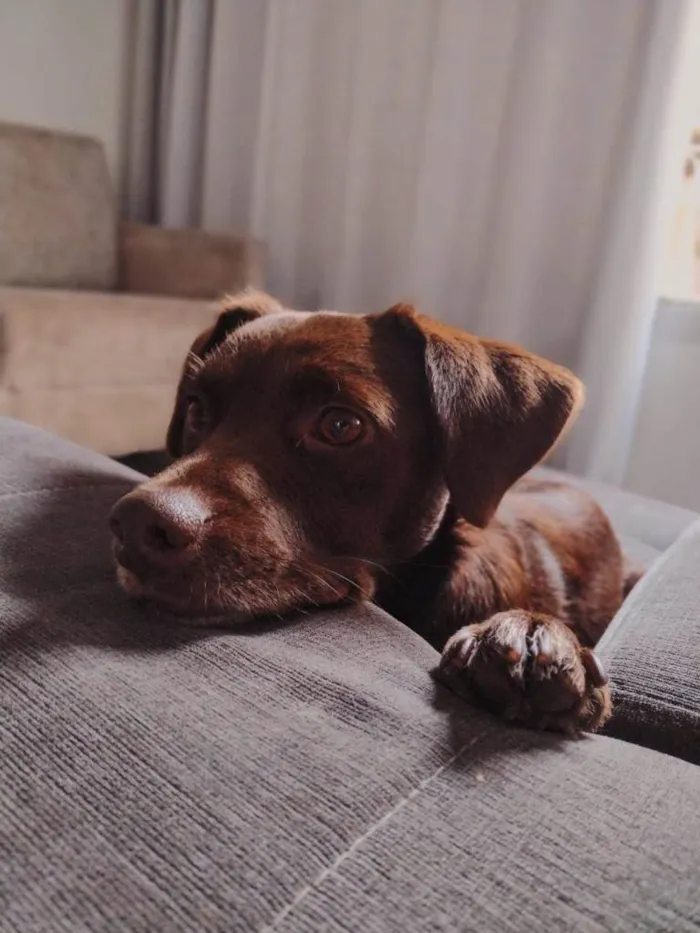 Cachorro raça SRD-ViraLata idade 3 anos nome Cheque