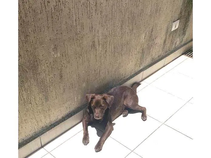 Cachorro raça SRD-ViraLata idade 3 anos nome Cheque