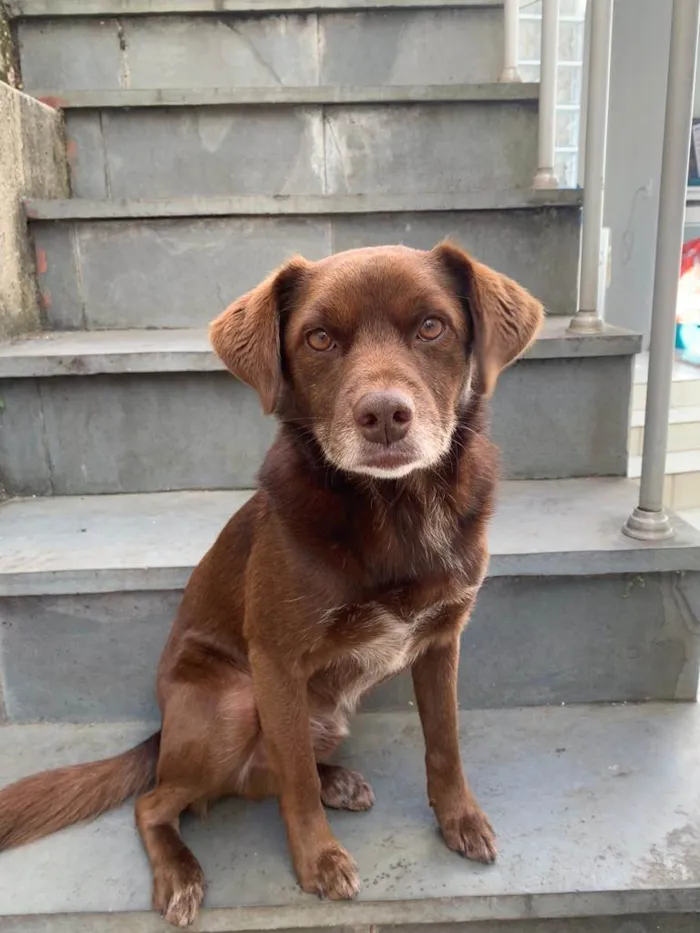 Cachorro raça SRD-ViraLata idade 3 anos nome Cheque