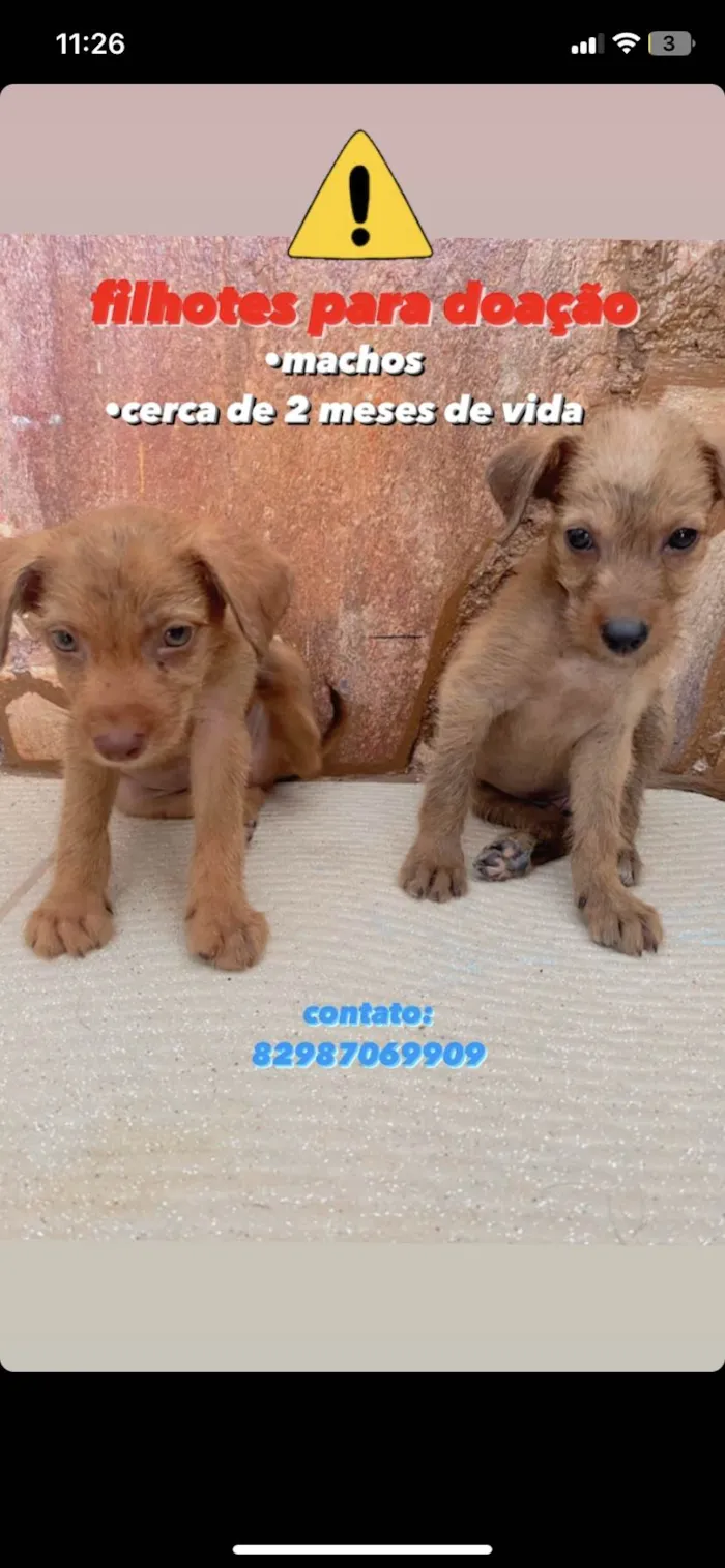 Cachorro ra a vira lata idade Abaixo de 2 meses nome n sei