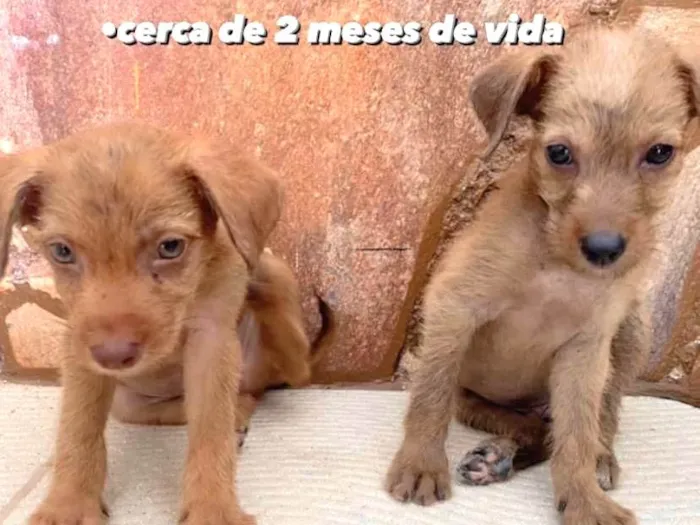 Cachorro ra a vira lata idade Abaixo de 2 meses nome n sei