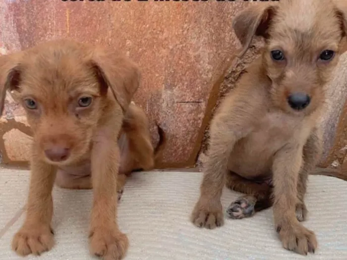 Cachorro ra a vira lata idade Abaixo de 2 meses nome n sei