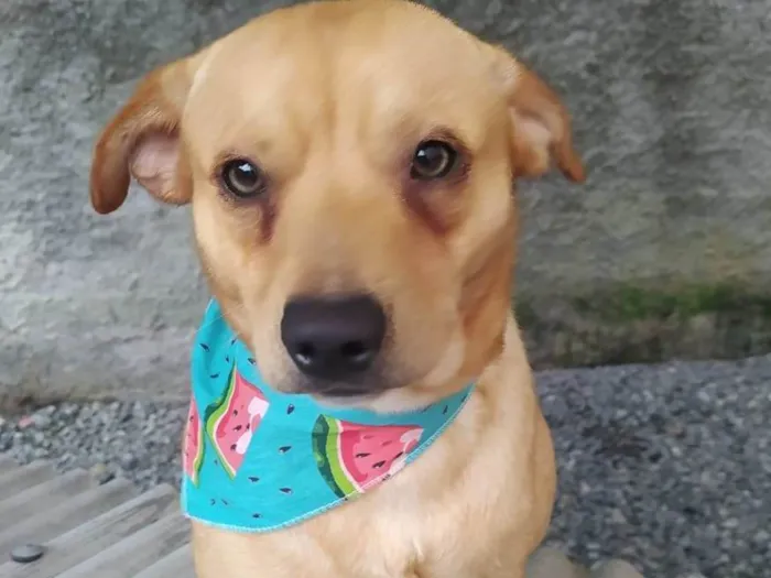 Cachorro ra a Sem raça definida  idade 2 anos nome Polaco