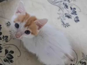 Gato raça  idade 2 a 6 meses nome Sem nomes