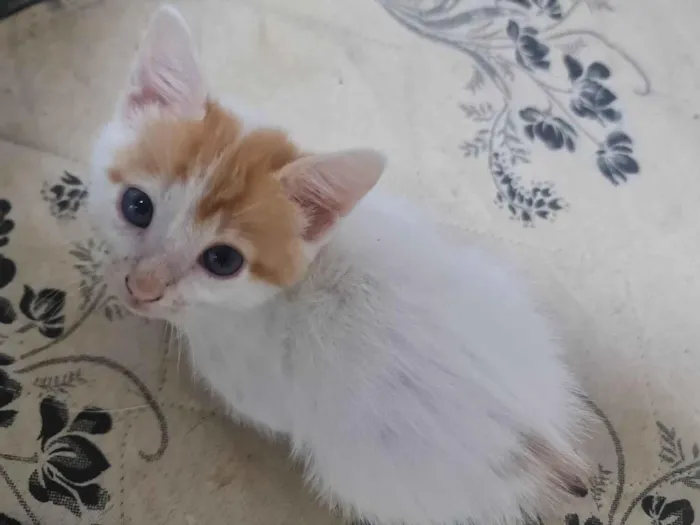 Gato ra a  idade 2 a 6 meses nome Sem nomes