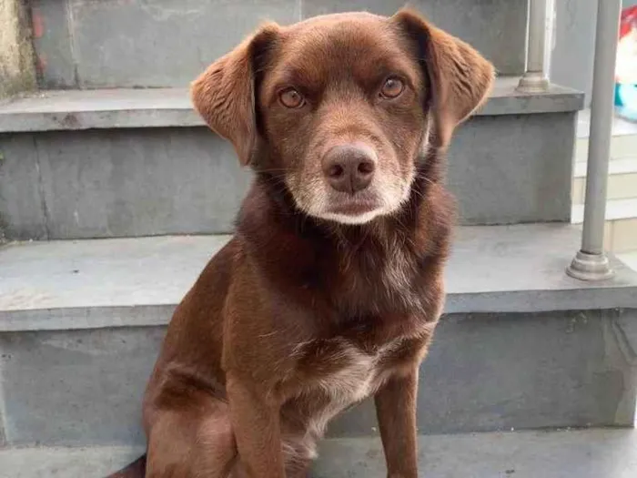 Cachorro raça SRD-ViraLata idade 3 anos nome Cheque