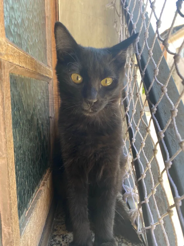 Gato raça Srd idade 2 a 6 meses nome Maria Bonita
