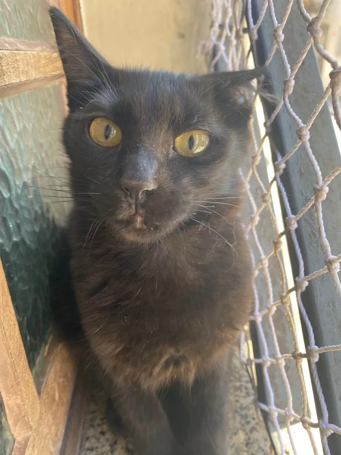 Gato raça Srd idade 2 a 6 meses nome Maria Bonita