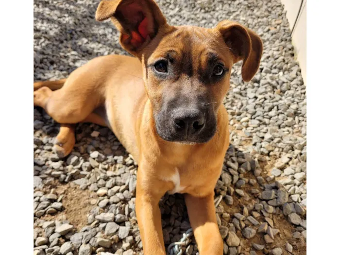 Cachorro ra a Mestiça Pit Bull idade 1 ano nome Frida