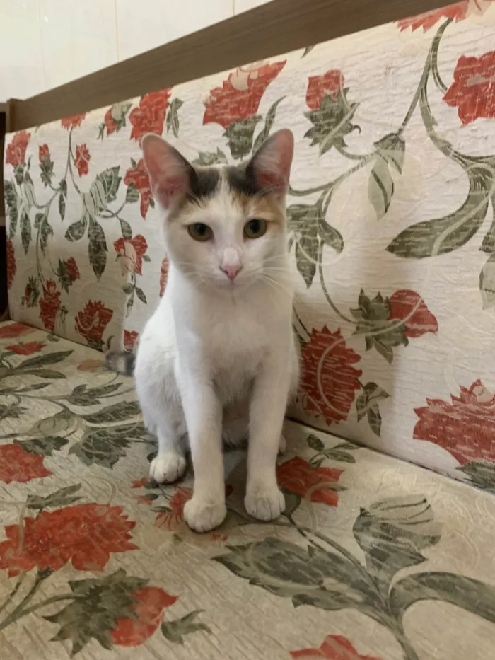 Gato ra a SRD-ViraLata idade 2 a 6 meses nome Sophie 