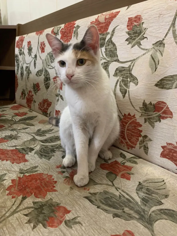 Gato ra a SRD-ViraLata idade 2 a 6 meses nome Sophie 
