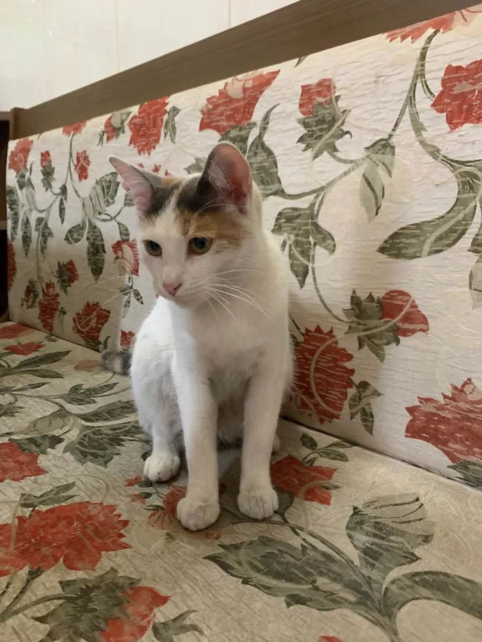 Gato ra a SRD-ViraLata idade 2 a 6 meses nome Sophie 
