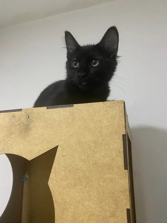 Gato raça Srd idade 2 a 6 meses nome Maria Pretinha