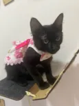 Gato raça Srd idade 2 a 6 meses nome Maria Pretinha