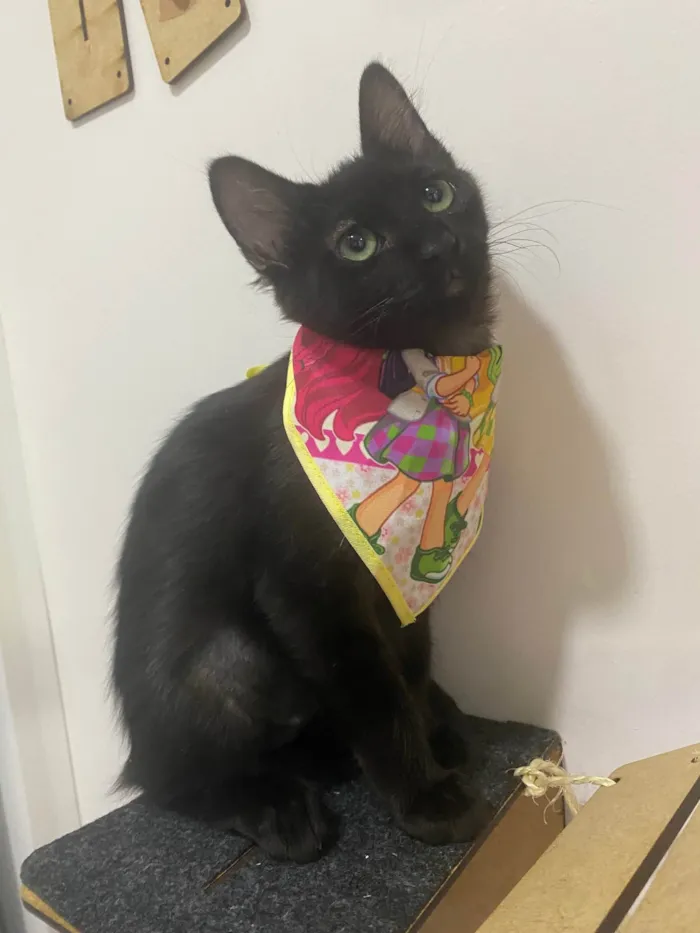 Gato raça Srd idade 2 a 6 meses nome Maria Pretinha