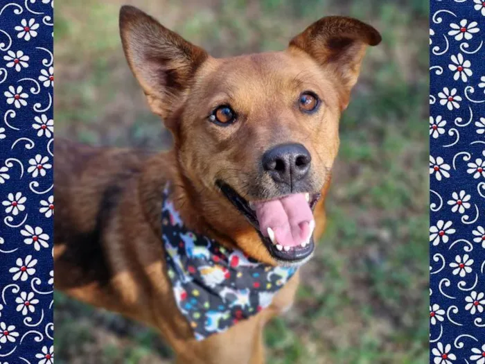 Cachorro ra a Srd idade 3 anos nome FILINA