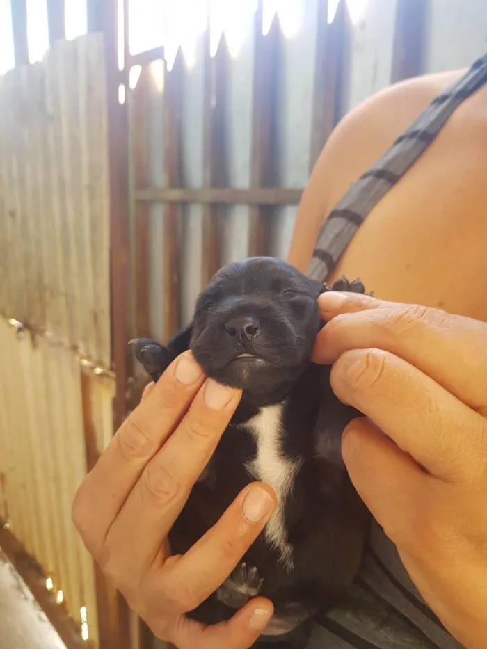 Cachorro ra a mistura fila com vira lata idade Abaixo de 2 meses nome Zoe