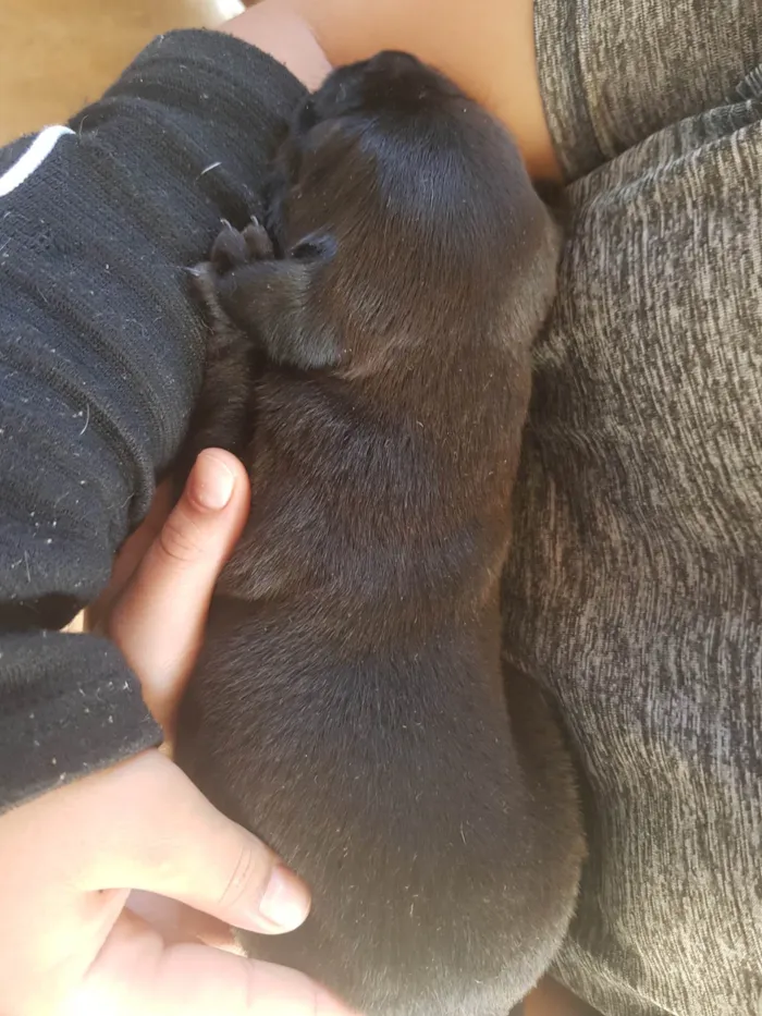 Cachorro ra a mistura fila com vira lata idade Abaixo de 2 meses nome Zoe