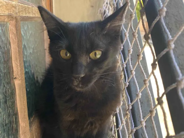 Gato raça Srd idade 2 a 6 meses nome Maria Bonita