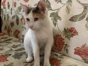 Gato raça SRD-ViraLata idade 2 a 6 meses nome Sophie 