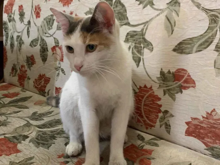 Gato ra a SRD-ViraLata idade 2 a 6 meses nome Sophie 