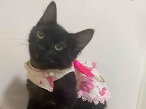 Gato raça Srd idade 2 a 6 meses nome Maria Pretinha