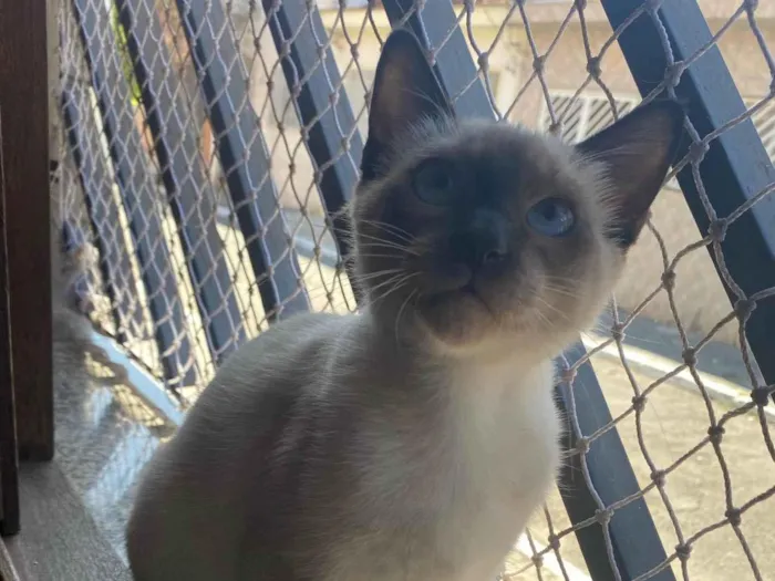 Gato raça Srd idade 2 a 6 meses nome Ravi