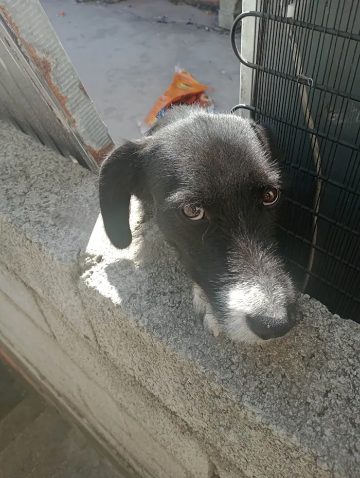 Cachorro ra a Pastor alemão com poodle 3 idade 7 a 11 meses nome Floquinho 