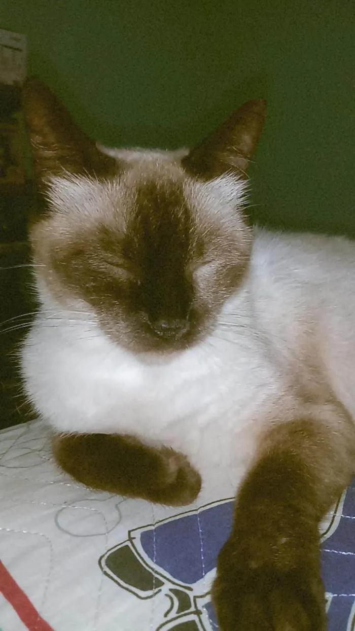 Gato ra a Siamês  idade 2 a 6 meses nome Nix