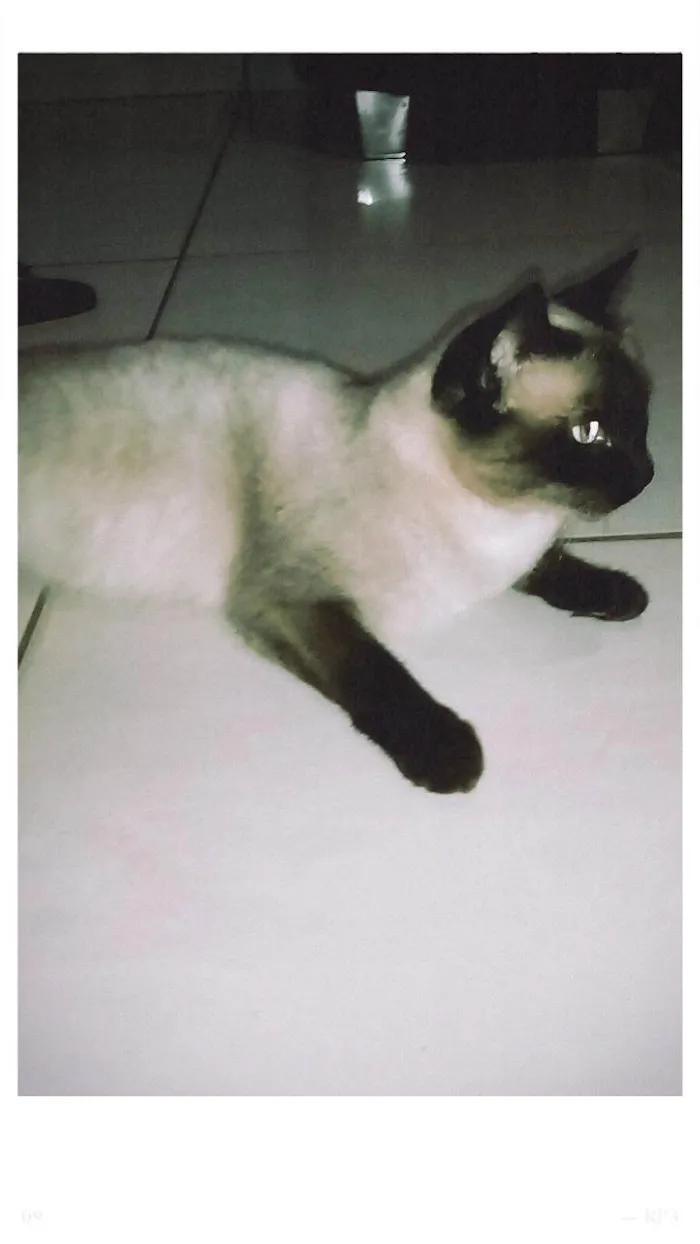 Gato ra a Siamês  idade 2 a 6 meses nome Nix