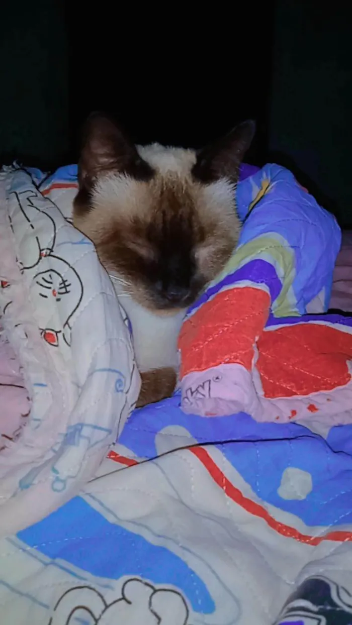 Gato ra a Siamês  idade 2 a 6 meses nome Nix
