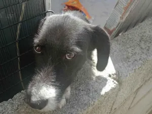 Cachorro raça Pastor alemão com poodle 3 idade 7 a 11 meses nome Floquinho 