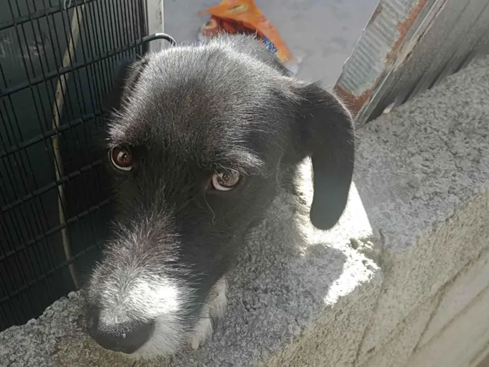 Cachorro ra a Pastor alemão com poodle 3 idade 7 a 11 meses nome Floquinho 