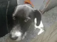 Floquinho