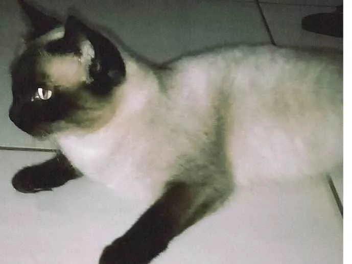 Gato ra a Siamês  idade 2 a 6 meses nome Nix