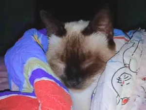 Gato raça Siamês  idade 2 a 6 meses nome Nix