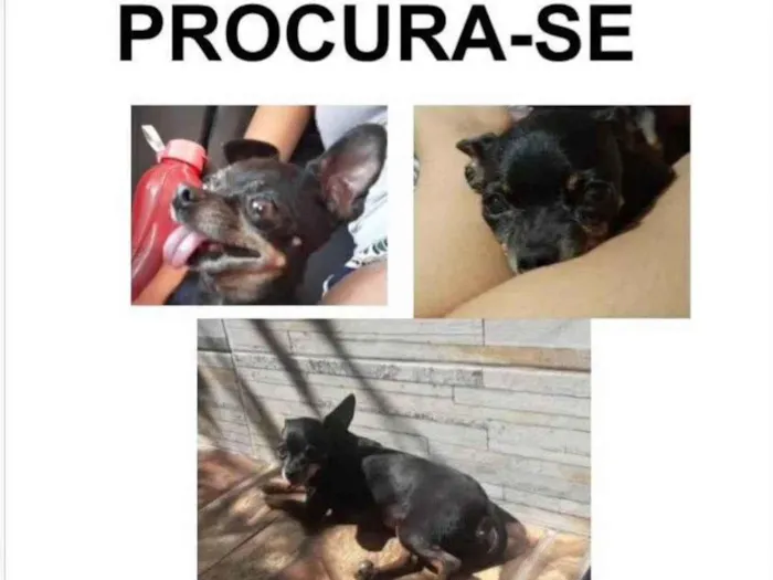 Cachorro ra a Pinscher idade 6 ou mais anos nome GRATIFICA - Sarinha