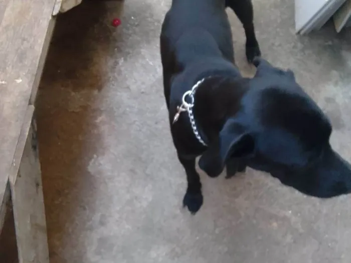 Cachorro ra a Labrador  idade 2 a 6 meses nome Negão 