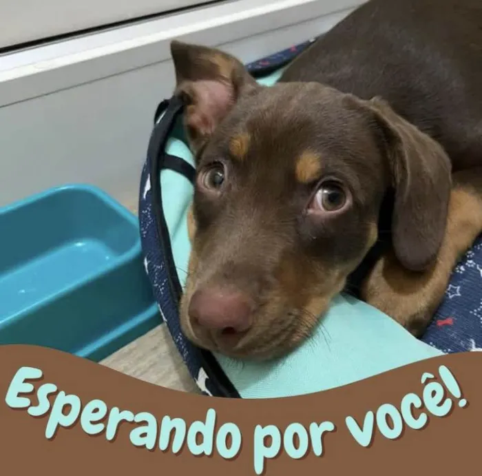 Cachorro ra a SRD-ViraLata idade 2 a 6 meses nome João bombom 