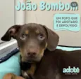 João bombom 