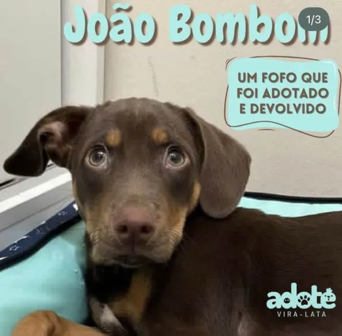 Cachorro ra a SRD-ViraLata idade 2 a 6 meses nome João bombom 