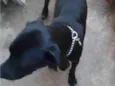 Negão 