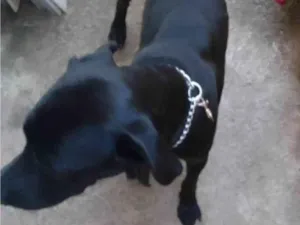 Cachorro raça Labrador  idade 2 a 6 meses nome Negão 
