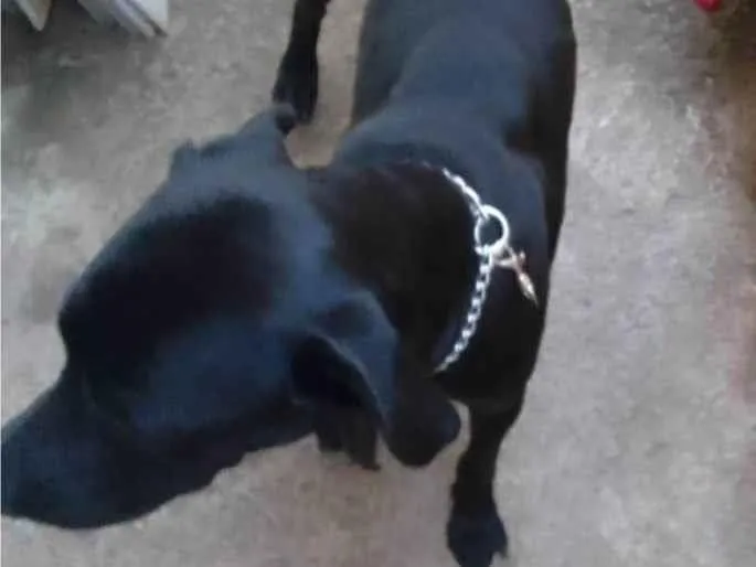 Cachorro ra a Labrador  idade 2 a 6 meses nome Negão 