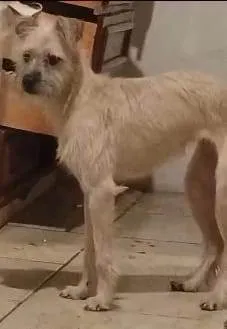 Cachorro ra a SRD-ViraLata idade 1 ano nome GRATIFICA - NINA