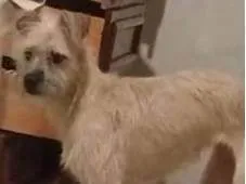 Cachorro ra a SRD-ViraLata idade 1 ano nome GRATIFICA - NINA