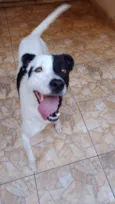 Cachorro raça Vira-lata idade 2 anos nome Yang