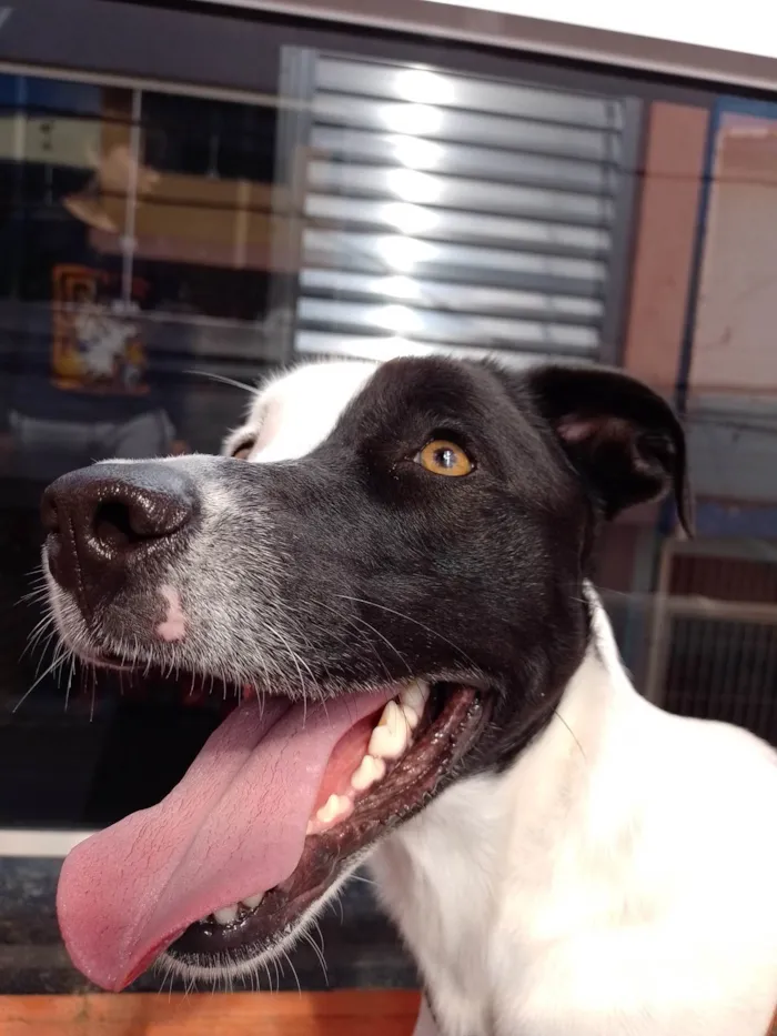 Cachorro raça Vira-lata idade 2 anos nome Yang