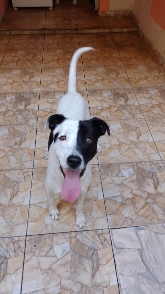 Cachorro raça Vira-lata idade 2 anos nome Yang