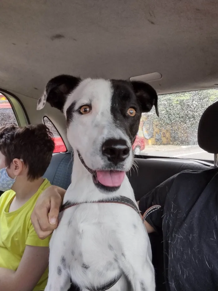 Cachorro raça Vira-lata idade 2 anos nome Yang